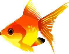 Golden Fish