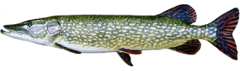 Pike Fish