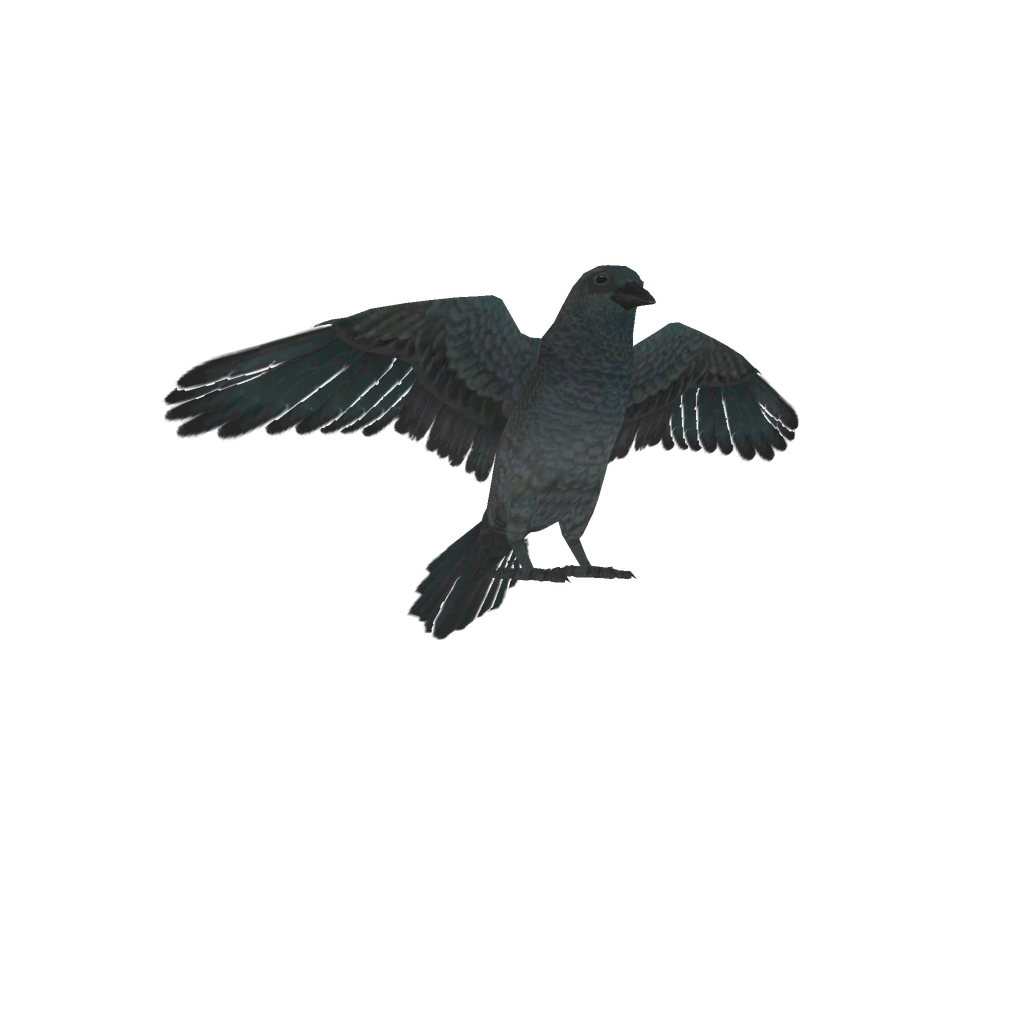 Raven