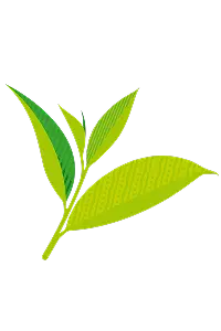 Tea Leaves