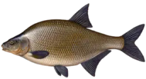 Bream Fish