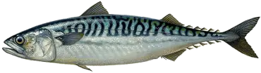Mackerel Fish