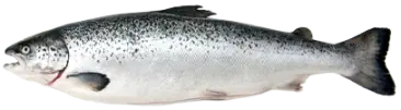 Salmon Fish