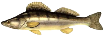 Zander Fish