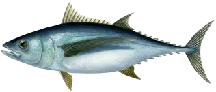Tuna Fish