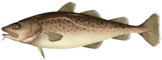 Cod Fish