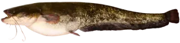 Catfish Fish