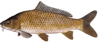 Carp Fish