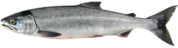 Pink Salmon Fish