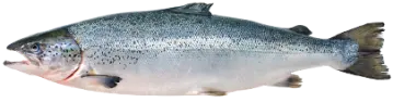 Atlantic Salmon Fish