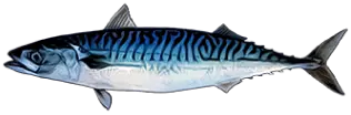 Atlantic Mackerel Fish
