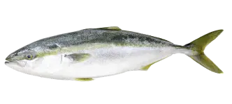 Yellowtail Fish