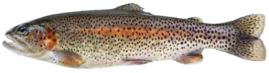 Trout Fish