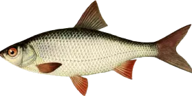 Roach Fish