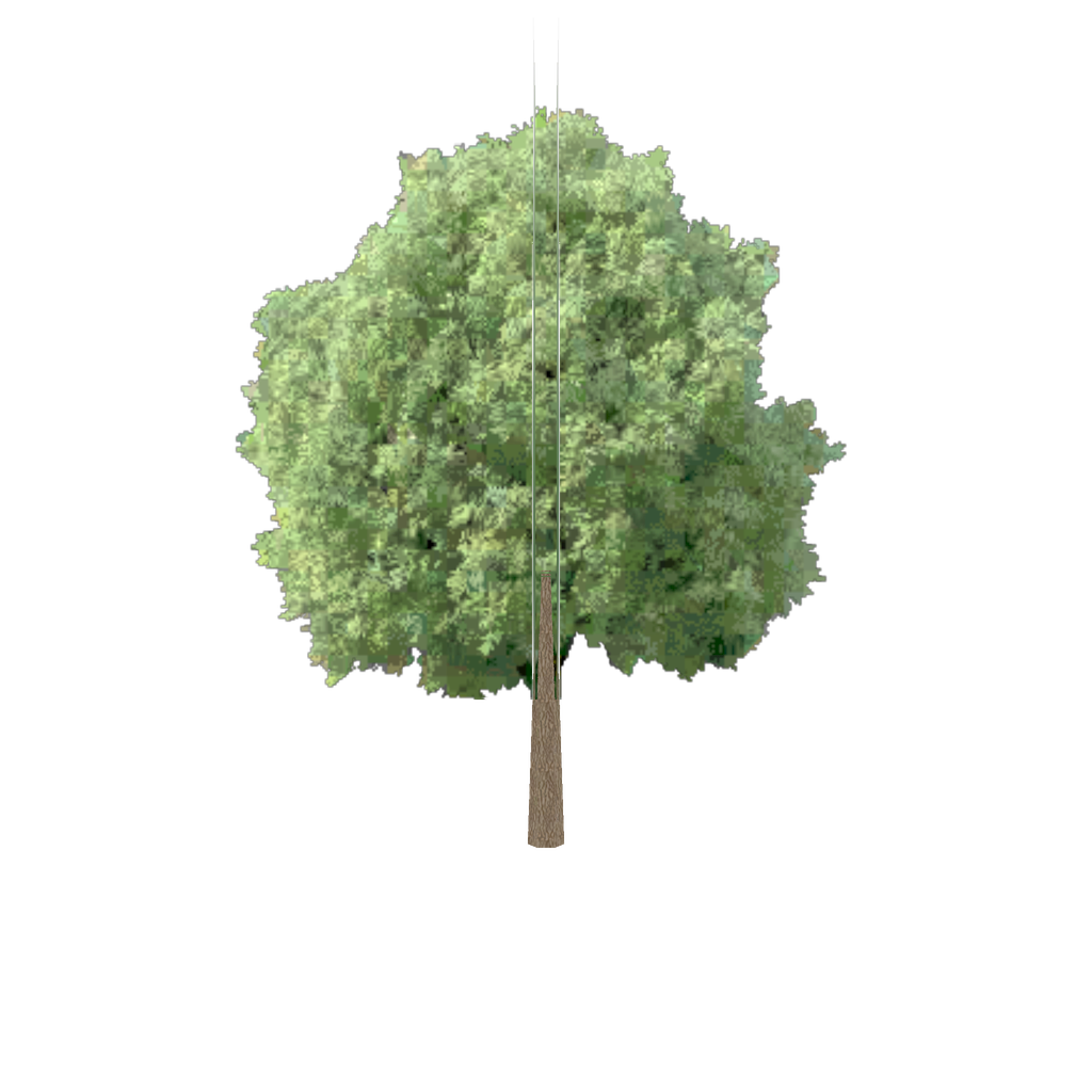 Birch