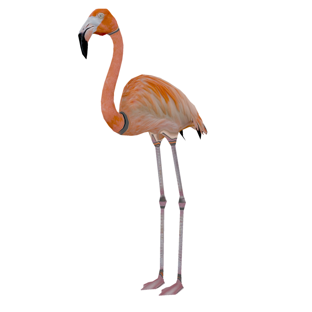 Flamingo