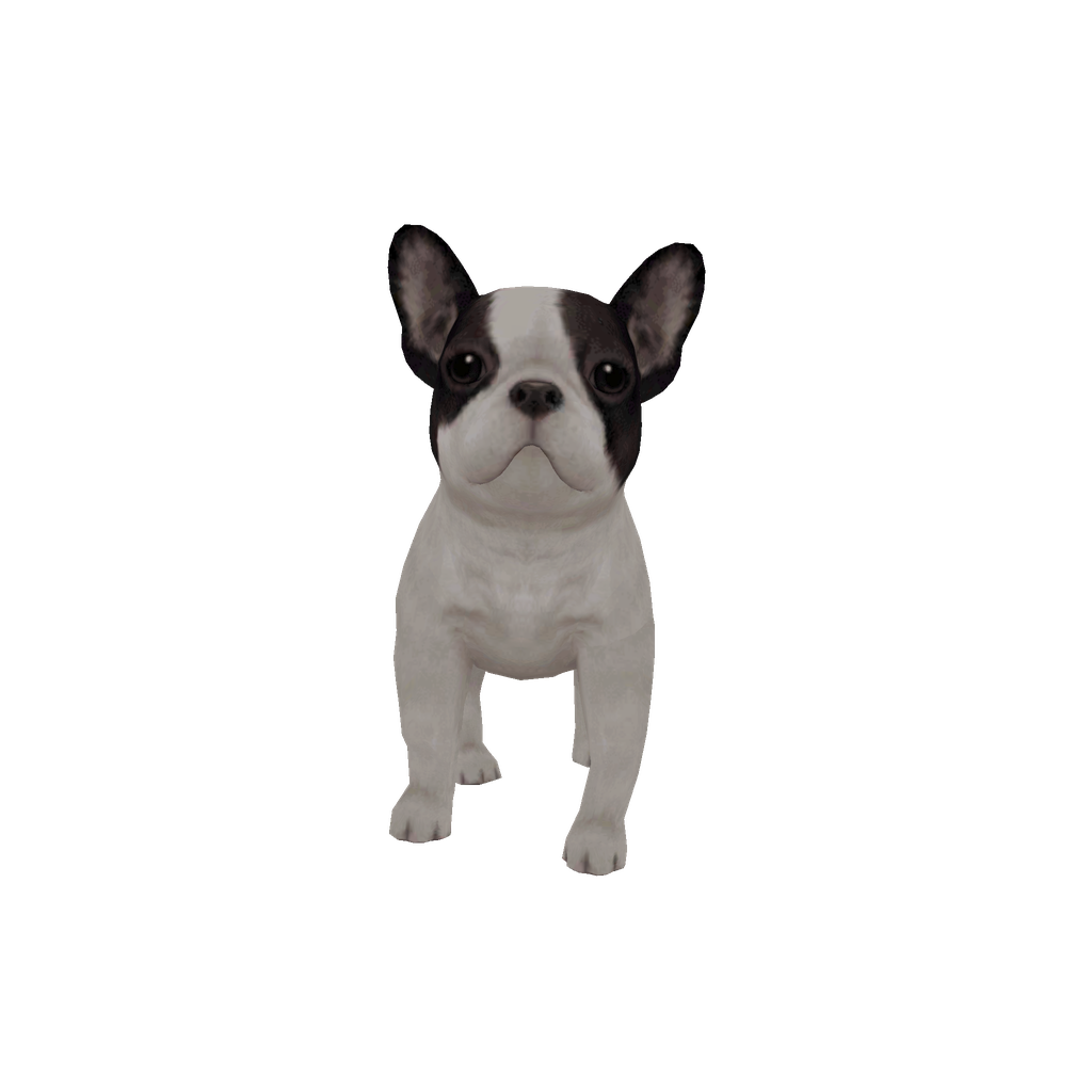 Pug